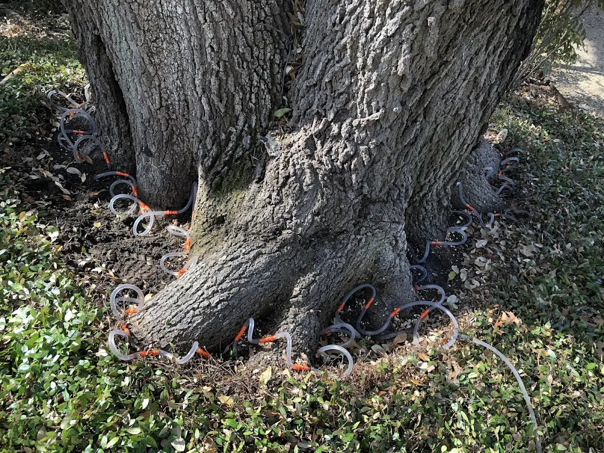 Detailed Tree Cabling and Bracing job site in Sayre