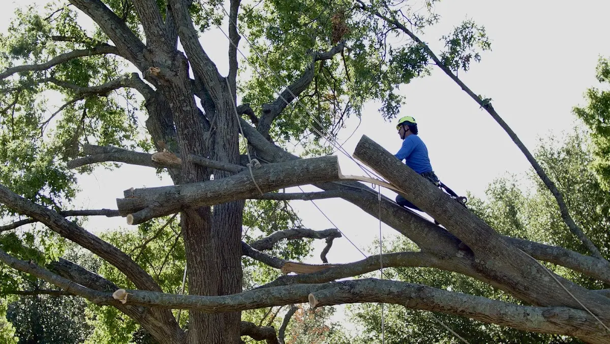 Professional Crown Thinning performed by certified arborists in Sayre